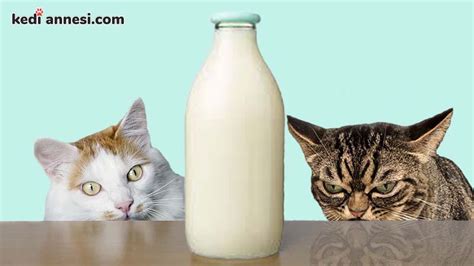 Kediye Süt Verilirse Ne Olur? 